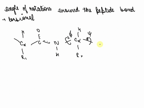 the-torsion-angles-phi-psi-of-polypeptide-backbone-refer-to-rotation-of-which-pair-of-bonds-c-n-and-ca-c-ca-n-and-ca-r-c-0-and-ca-n-ca-r-and-ca-c-ca-c-and-ca-n-question-a-amylose-is-linear-p-34539