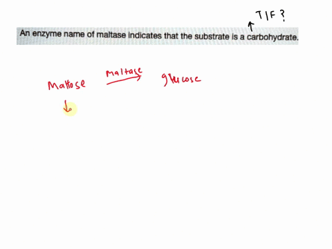 an-enzyme-name-of-maltase-indicates-that-the-substrate-is-a-carbohydrate-true-false-93046
