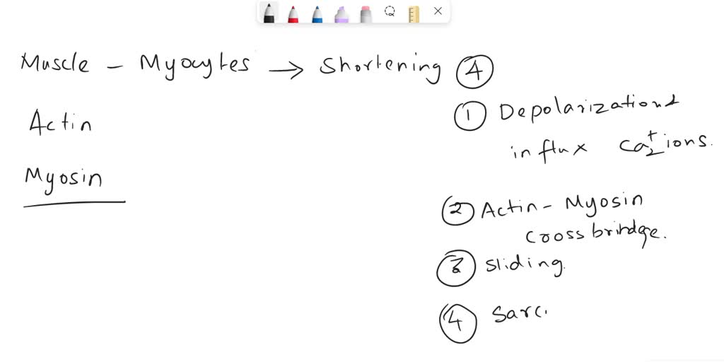 solved-hurryy-which-step-of-a-muscle-contraction-can-be-described