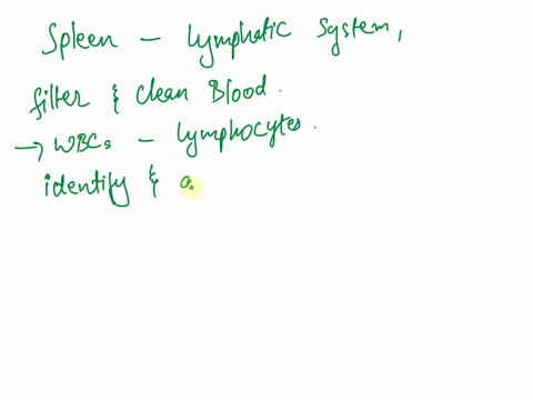 what-is-the-function-of-the-spleen-in-the-lymptatic-system-17282