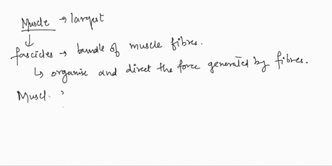 name-date-section-reviewing-your-knowledge-12-askeletal-muscie-structure-number-the-fotlowing-nestledcvlindrical-structures-in-order-from-largesti-to-smallest-5-myofibril-faseicle-muscle-fib-67666