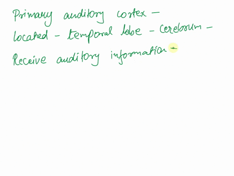 the-primary-auditory-cortex-located-in-the-temporal-lobe-of-the-cerebrum-is-the-first-to-receive-auditory-information-99532