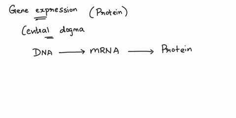 steps-of-gene-expression-complete-the-following-sentences-concerning-gene-expression-converts-the-genetic-information-into-an-intermediary-rna-molecule-called-messenger-rna-interprets-the-ge-76248