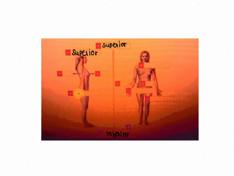 medical-terminology-human-body-directional-terms-label-the-human-body-with-the-following-terms-some-of-these-terms-may-be-used-more-than-oncedistalproximalsuperior-inferiorposterioranteriorm-32816