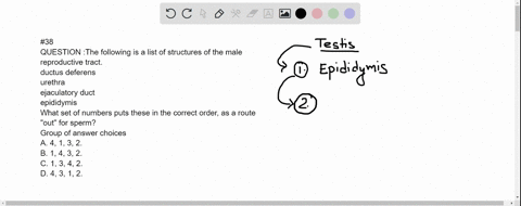 38-question-the-following-is-a-list-of-structures-of-the-male-reproductive-tract-ductus-deferens-urethra-ejaculatory-duct-epididymis-what-set-of-numbers-puts-these-in-the-correct-order-as-a-46308