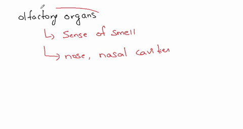 which-two-of-the-following-are-part-of-the-olfactory-organs-a-olfactory-receptor-cells-b-columnar-epithelial-cells-in-the-nasal-mucosa-c-the-brain-d-the-eyes-71721