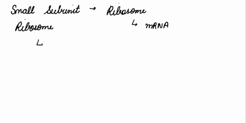 question-1-1-point-initiation-of-translation-always-starts-with-the-large-subunit-of-the-ribosome-binding-to-the-mrna-first-both-subunits-of-the-ribosome-binding-to-the-mrna-together-an-amin-59712