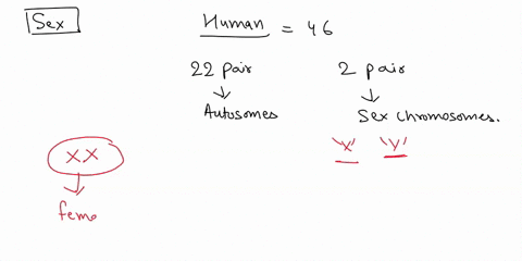 the-sex-of-the-child-is-determined-by-a-the-mother-b-the-father-c-the-offspring-d-both-parents-22583