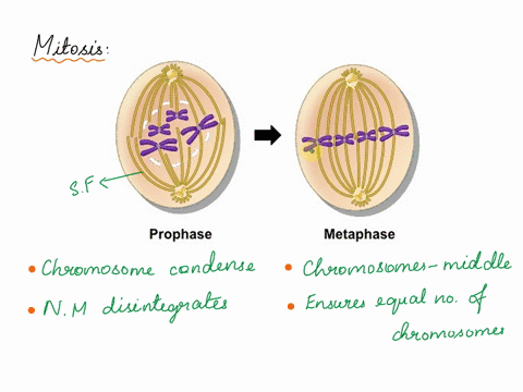describe-the-following-stages-of-mitosis-prophase-metaphase-anaphase-and-telophase-11857