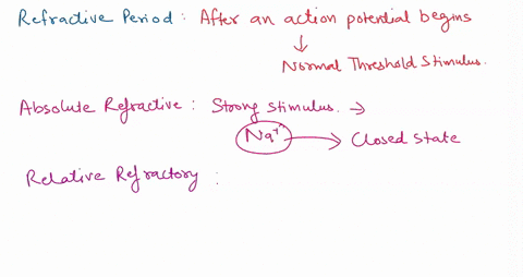 explain-the-physiological-importance-of-the-absolute-refractory-period-why-no-action-potentials-can-be-fired-along-a-neuron-during-the-absolute-refractory-period-and-what-allows-action-poten-69973
