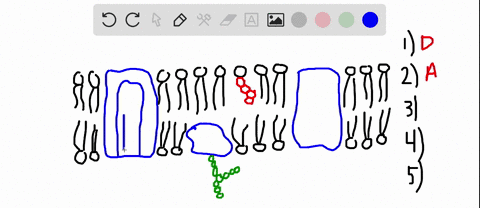 which-of-these-is-not-true-of-the-cell-membrane-it-selectively-allows-materials-to-enter-the-cell-it-forms-the-outer-boundary-of-the-cell-it-enables-cells-to-respond-t0-hormones-it-is-made-o-15422