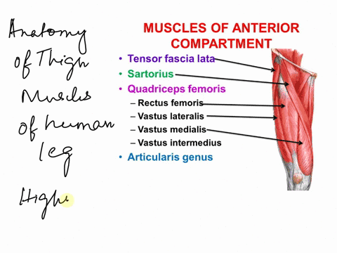 give-the-anatomical-name-of-the-muscle-highlighted-purple-in-the-image-below-18594