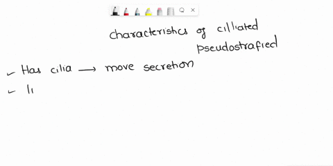 what-are-the-visible-characteristics-of-ciliated-pseudostratified-columnar-epithelium-select-all-that-apply-view-available-hints-select-all-that-apply-the-nuclei-are-found-in-multiple-planes-61825