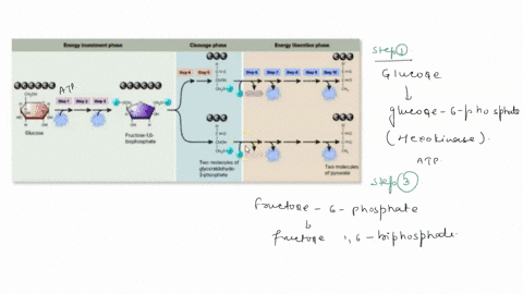 label-the-steps-on-the-figure-where-atp-is-consumed-and-where-it-is-produced-also-label-where-nadh-is-generated-nadph-atp-energy-investment-phase-cleavage-phase-0o0-energy-ilberatilon-phase-41782