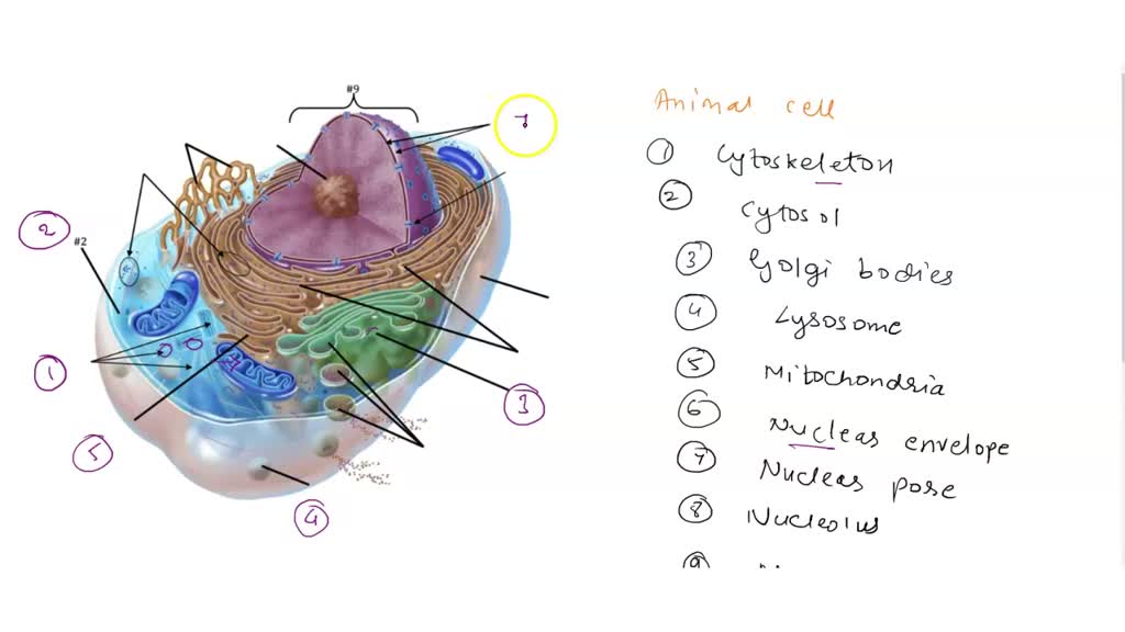SOLVED: LABEL the above schematic figure of an animal cell with the NUMBERS  (ONLYL that correspond to the following organelles organelle components:  Cytoskeleton (a few representative fibers) Cytosol Golgi Complex Lysosome  Mitochondrion