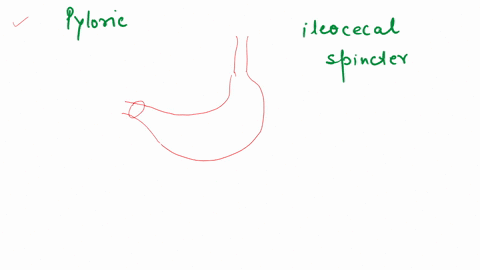 this-is-located-between-the-pyloric-and-ileocecal-sphinctervalves-stomach-ascending-colon-small-intestine-cecum-duodenum-87067