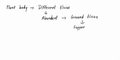 most-of-the-plant-body-consists-of-the-a-ground-b-vascular-c-periderm-d-dermal-e-cortex-74404