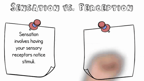 what-are-sensation-and-perception-how-are-they-linked-66326