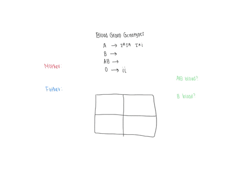 a-father-with-type-b-blood-and-a-mother-with-type-a-blood-have-a-daughter-with-type-o-blood-a-what-are-the-genotypes-of-both-parentsb-draw-a-punnett-square-for-this-cross-also-show-the-genot-45244