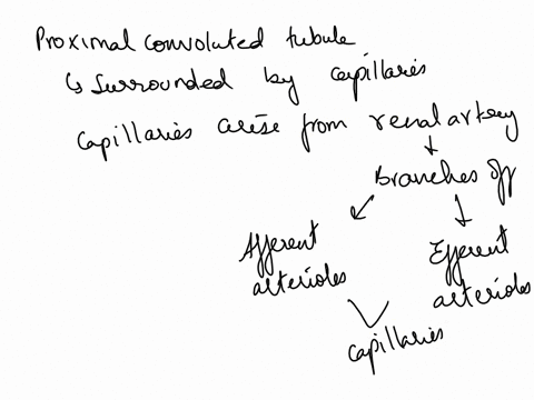 1-where-has-the-blood-in-the-capillaries-surrounding-the-proximal-convoluted-tubule-come-form-2state-the-name-of-the-process-by-which-water-is-reabsorbed-in-nephron-53012