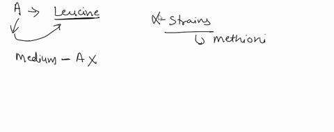 the-a-strains-that-were-used-in-this-lab-were-mutants-that-are-unable-to-synthesize-the-amino-acid-leucine-thus-these-haploid-yeast-cells-cannot-grow-on-media-that-does-not-contain-leucine-t-71567