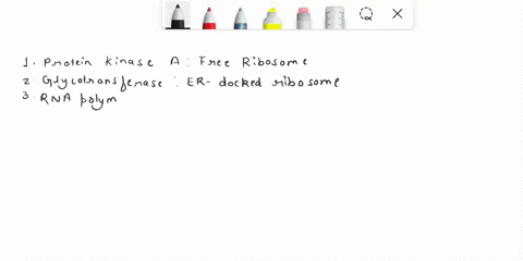 in-each-of-the-cases-below-decide-whether-the-indicated-protein-would-be-synthesized-by-a-free-ribosome-or-by-an-er-docked-ribosome-1-protein-kinase-a-is-an-enzyme-in-the-cytoplasm-involved-77407