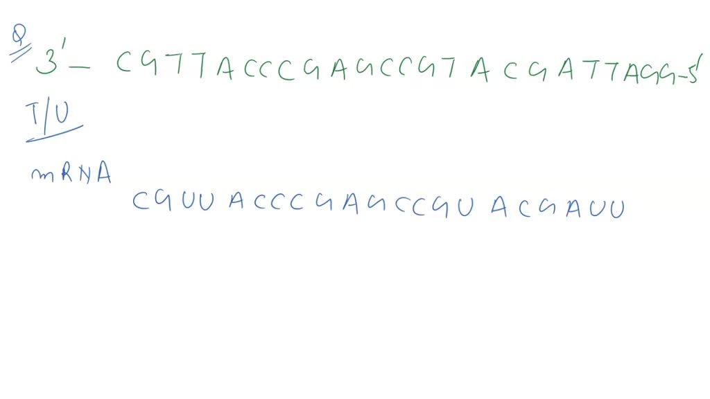 SOLVED: Use the key provided below to determine the amino acid sequence ...