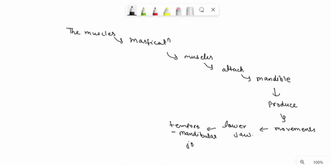 1-describe-the-position-and-action-of-the-muscles-of-mastication-which-muscles-oppose-the-action-of-these-muscles-2-compare-the-locations-of-the-tendons-and-bellies-of-the-masseter-and-the-o-29068