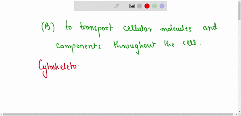 one-function-of-the-cytoskeleton-is-a-to-support-the-muscles-tendons-and-ligaments-of-a-cell-b-to-transport-cellular-molecules-and-components-throughout-the-cell-c-to-make-the-cell-rigid-and-45134