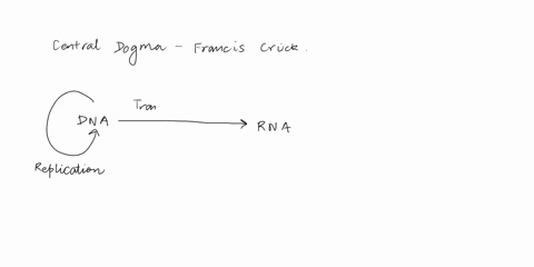 describe-the-central-dogma-of-molecular-genetics-and-how-it-serves-as-the-basis-of-modern-genetics-3-74169