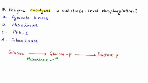 which-of-the-following-glycolytic-enzymes-catalyzes-a-substrate-level-phosphorylation-pyruvate-kinase-hexokinase-pfk-1-glucokinase-64605