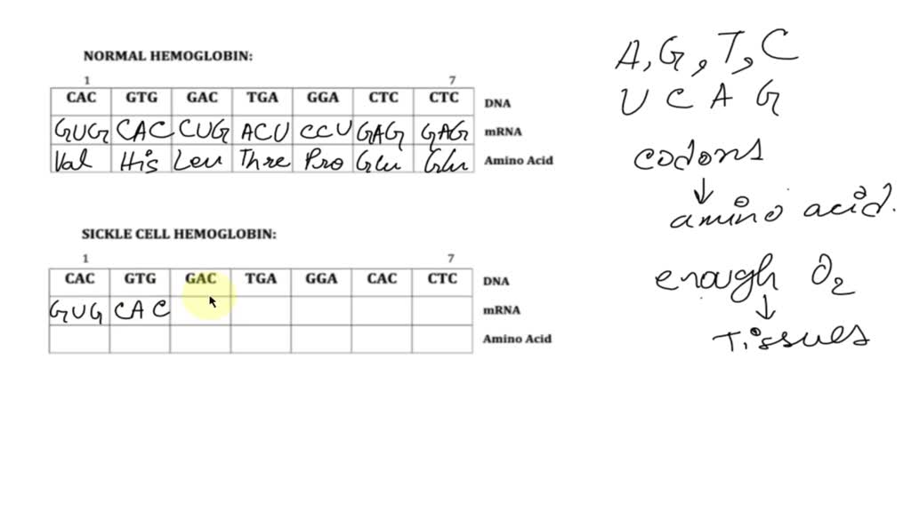 SOLVED: NORMAL HEMOGLOBIN: CAC GTG GAC TGA GGA CTC CTC DNA MRNA Amino ...