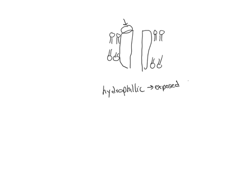 identify-if-each-labeled-part-of-the-protein-is-hydrophilic-or-hydrophobic-part-a-choose-part-b-choose-part-c-choose