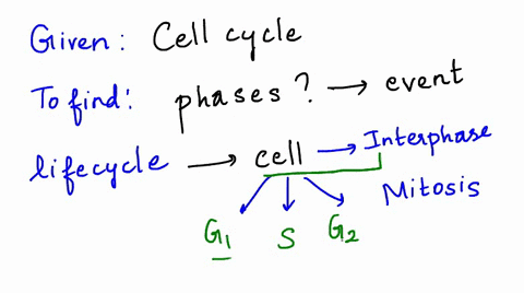 describe-the-phases-of-the-cell-cycle-and-the-events-that-characterize-each-phase-2-80397