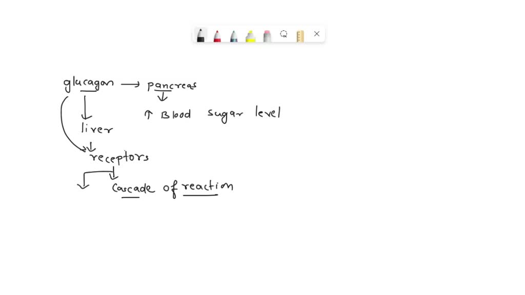 SOLVED: In the mechanism for the action of glucagon and epinephrine ...