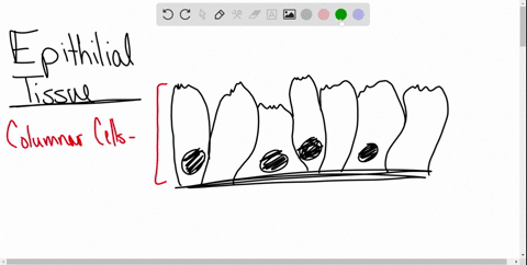 slide-6-16-what-is-the-name-of-this-tissue-17-is-the-arrow-on-the-left-pointing-to-the-apical-or-basilar-surface-18-is-the-arrow-on-the-right-pointing-to-the-apical-or-basilar-surface-connec-96794
