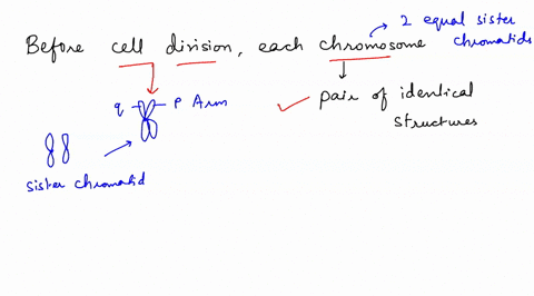 before-cell-division-each-chromosome-consists-ofa-pair-of-identical-structures-called-sister-chromosomes-spindle-sister-chromatids-chromatin-question-3-the-division-of-the-cytoplasm-in-eukar-16258