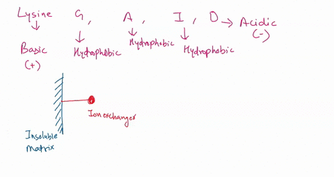 mixture-of-lysine-glycine-alanine-isoleucine-and-glutamic-acid-are-separated-by-ionic-exchange-chromatography-what-the-order-of-elution-of-these-anna-acids-if-you-use-gradient-buffer-system-21523