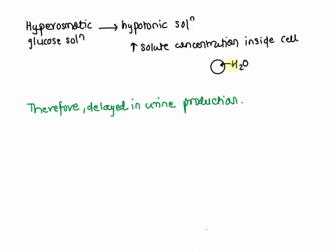 can-you-explain-why-the-onset-of-increased-urine-production-might-be-delayed-after-drinking-a-hyperosmotic-glucose-solution-compared-with-the-hyposmotic-solution-94849