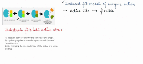 which-of-the-following-is-a-correct-statement-describing-the-induced-fit-model-of-enzyme-action-su-3-28807