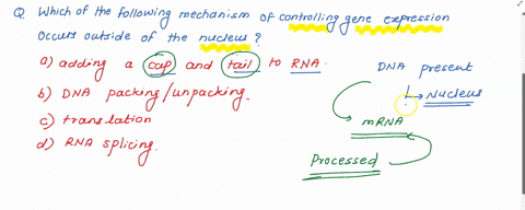 question-40-which-of-the-following-mechanisms-of-controlling-_-gene-expression-occurs-outside-of-the-nucleus-adding-cap-and-tail-to-rna-dna-packingfunpacking-translation-rna-splicing-54216