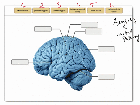 central-sulcus-postcentral-gyrus-precentral-gyrus-transverse-cerebral-fissure-lateral-sulcus-parieto-occipital-sulcus-46847