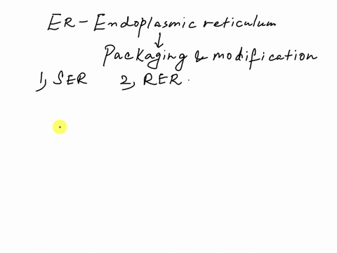 which-form-of-endoplasmic-reticulum-modifies-and-packages-newly-synthesized-proteins-80553