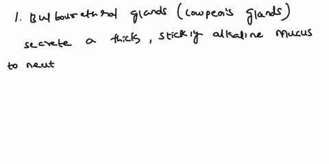 in-the-male-reproductive-system-the-bulbourethral-glands-cowpers-glands-secrete-a-thick-sticky-alkaline-mucus-to-neutralize-any-urinary-acids-and-provide-lubrication-produce-a-weekly-acidic-77342