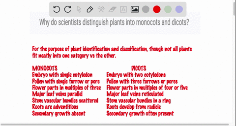 why-do-scientists-distinguish-plants-into-monocots-and-dicots