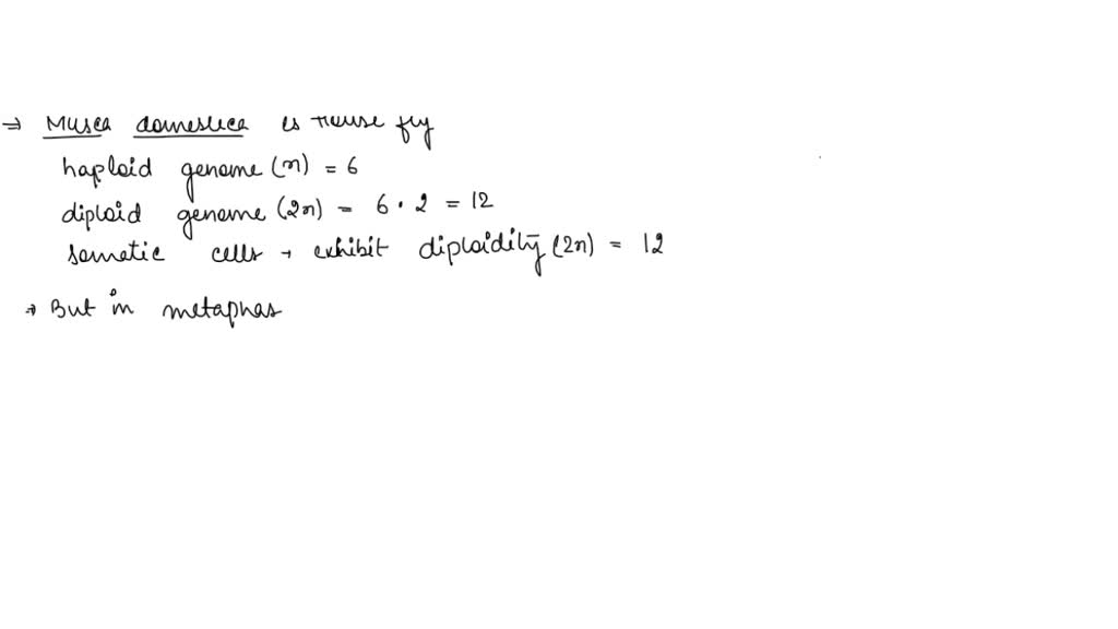 SOLVED The house fly, Musca domestica, has a haploid chromosome number