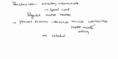 how-do-renshaw-cells-keep-from-inhibiting-all-actions-when-the-motor-neuron-is-active-what-factors-determine-the-inhibitory-function-of-renshaw-cells-03121