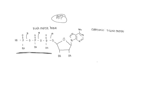 8-which-statement-about-atp-is-false-the-hydrolysis-of-atp-to-adp-and-p-is-an-exergonic-reaction_-the-phosphate-bond-energy-of-atp-may-be-transformed-into-light-energy_-atp-drives-exergonic-68264
