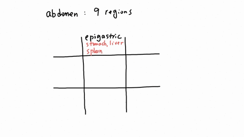 region-that-is-inferior-to-the-epigastric-region