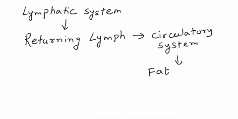 which-of-the-following-is-not-a-function-of-the-lymphatic-system-a-to-create-pressure-changes-which-affect-respiratory-rate-and-depth-b-returning-fluid-from-the-interstitial-spaces-to-the-ci-02001